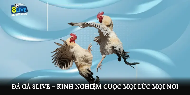 Đá gà 8live – Kinh nghiệm cược mọi lúc mọi nơi